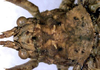 CollectionObject 1531970; 8aadfebb-00be-4c36-b1c9-9c16a7121e15: male head and pronotum, dorsal view (syntype). (CollectionObject).