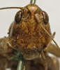 CollectionObject 1535945; b2a1736c-bd4a-41eb-9b8f-8ab8ca51da67: female face (paralectotype). (CollectionObject).