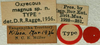 CollectionObject 1517329; 55a3ef19-f235-4c53-b411-1a9af7083c90: labels (holotype). (CollectionObject).