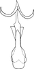 Aedeagus, ventral view on Anufrievia sphenoides Yang & Zhang, 2018: Aedeagus, ventral view. (Observation).