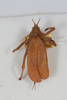 CollectionObject 1506553; 6d8040d2-a1d5-433e-a2b3-2597c5c07d6f: female, dorsal view (syntype). (CollectionObject).