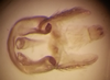 Pygofer, dorsal view on Rugosella obrienorum (Freytag & DeLong, 1971): Male holotype [OSU]: pygofer, subgenital plates and anal tube, ventral view. (Observation).