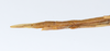 CollectionObject 1558313; 63fb1c36-b4b2-4146-bd83-39fd7f89f698: copyright ZMUH [Hamburg]. female: end of abdomen, lateral view (holotype). (CollectionObject).