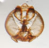 Pygofer, ventral view on Falcotoya crawfordi (Muir & Giffard, 1924): (Observation).