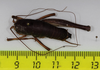 CollectionObject 1575866; c5be37ec-58df-4228-81c7-18bd0ae80308: male, dorsal view (holotype). (CollectionObject).