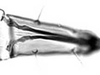 Subgenital plate.: Rostrum (URS) of A. spiraecola. (Observation).