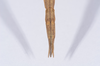 CollectionObject 1557785; 058a1922-a996-4f79-b99d-a3bbf6b99a3a: copyright NHMB, Basel. female: end of abdomen, dorsal view (syntype). (CollectionObject).