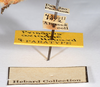 CollectionObject 1583054; 8842045f-92c4-448e-9c9a-2b94e4324d14: copyright ANSP. female, data labels (paratype). (CollectionObject).;CollectionObject 1583055; 3855d02c-44bb-4073-b284-23161d9ffb8b: copyright ANSP. female, data labels (paratype). (CollectionObject).