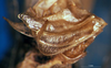 CollectionObject 1566629; c4b59670-4034-4b71-b360-f7634fd93fbc: female ovipositor (syntype). (CollectionObject).