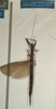 CollectionObject 1557221; NMW 972', 47213140-8d79-4db1-995a-2cef86019d43: copyright NMW, Vienna. female (holotype) (former syntype of Asceles villosus). (CollectionObject).
