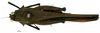 CollectionObject 1506787; 0bc8bf28-bdd8-44a9-9177-8f9481aa5ac9: female, dorsal view (holotype). (CollectionObject).