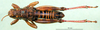 CollectionObject 1501129; 2b61ec1f-926d-43ce-b52f-c6516010e5fa: male, dorsal view (holotyoe). (CollectionObject).
