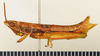CollectionObject 1571001; 7d76efb5-993c-4226-a6c5-a178af698431: female, lateral view (allotype). (CollectionObject).