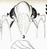 Head on Bahuflata punctata Dlabola, 1979: (Observation).