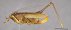 CollectionObject 2072607; 89554464-8ccc-44d5-a347-e6a9bdef5010: Female, lateral view. (CollectionObject).