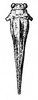 Phelene turgida (Bolívar, 1887): Fig. 10. male, dorsal view. (Otu).