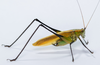CollectionObject 1593124; 22755969-cfef-4a9f-814a-69618a9d7863: male. (CollectionObject).