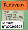 CollectionObject 1502895; 1a1495bc-b31d-4136-ab51-74149d90bf41: labels (paratype). (CollectionObject).