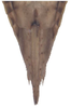 Ovipositor on Exitianus indicus (Distant, 1908): Ovipositor. (Observation).