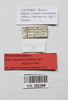 CollectionObject 1563907; bc931f13-3f16-48fe-81d5-451e33606c4c: Copyright Instituto de Ciencias Naturales (ICN). male, data labels (holotype). (CollectionObject).