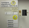 CollectionObject 1595322; df84feb5-2d48-4d2f-9c9f-28687bd66ede: Cymodema angustiformis. Paratype. (BMNH) - (CC BY-NC 4.0) Photo by Stuart Cole, reproduced with permission from the Natural History Museum, London, UK. (CollectionObject).