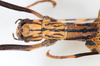 CollectionObject 1561432; NMW 183, de918419-4f5f-4be0-b0cb-51864eb2ab1c: copyright NMW, Vienna. female: head & thorax, dorsal view (holotype). (CollectionObject).
