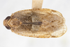 Habitus, dorsal view on Catonia haitiensis Dozier, 1931: (Observation).
