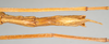 CollectionObject 1561152; NHMUK(SF IMPORT DUPLICATE) 845016, 7716f7f0-1238-415d-af8e-18140b060071: copyright Natural History Museum, London. female: end of abdomen, lateral view (holotype). (CollectionObject).