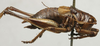 CollectionObject 1535133; 2a4eeb6d-2f99-4f01-89ea-409eebf93663: male, lateral view (syntype). (CollectionObject).