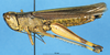 CollectionObject 1537579; d4df1c3d-aec2-4dac-99d8-39c263c46fda: female, lateral view (syntype of Parapleurus armillatus). (CollectionObject).