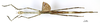 CollectionObject 1556968; 43768979-79b4-4b71-acaa-d466095e976f: copyright MNHN, Paris. female (holotype). (CollectionObject).