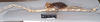 CollectionObject 1557409; NHMUK(SF IMPORT DUPLICATE) 844925, aec714da-ab35-4aa6-987c-746d0eb5e90d: copyright Natural History Museum, London. female, lateral view of Ischnopoda episcopalis (syntype). (CollectionObject).