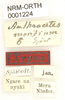 CollectionObject 1529605; 724b6fce-b214-429b-9e3e-574f423262d6: labels (syntype). (CollectionObject).