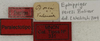 CollectionObject 1535959; 6f79ee15-dc38-4516-b718-cca6615d0ba6: labels (paralectotype). (CollectionObject).