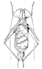 Viphyus victorinoxi Otte, 1988: male, dorsal view. (Otu).