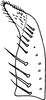 Subgenital plate, ventral view on Eupteryx (Eupteryx) multifaciata Sawai Singh, 1969: Subgenital plate. (Observation).