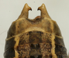 CollectionObject 1534967; 8dd7d2dd-75e0-4986-8840-160707c6e99a: male cerci (lectotype). (CollectionObject).
