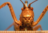CollectionObject 1538357; 9a68aa43-bf07-4555-b12a-b3e343fbc4cf: female frons (syntype). (CollectionObject).