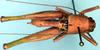 CollectionObject 1522419; 259c915d-f864-42b8-b58f-54ce9bf01d95: male dorsal (holotype). (CollectionObject).