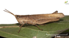 Female, in vivo. Lateral view Depicts CollectionObject 1861848; Unioeste Cascavel K-0058, cd5d9e1c-7fde-42f5-8e5a-4f034519e762, a CollectionObject.