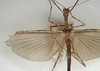 CollectionObject 1560336; NMW 1133, bd3f350f-af32-4c51-a412-431fb009cc79: copyright NMW, Vienna. male, wings (holotype). (CollectionObject).