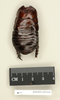 Panesthia morsus (Butler, 1882): Copyright Natural History Museum, London. Holotype (adult male) in BM(NH). Dorsal view. (Otu).