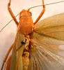 CollectionObject 1568246; 08f04954-1774-40f8-a35a-488e611c2b99: female, dorsal view. (CollectionObject).