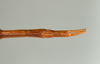CollectionObject 1560703; c3652772-d7b3-48ad-bc1e-1583e73241a2: copyright USNM, Washington. female: end of abdomen, dorsal view (holotype). (CollectionObject).