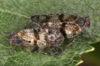 Live specimen on Cixius (Acanthocixius) heydenii Kirschbaum, 1868: (Observation).