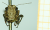 CollectionObject 1585790; b36c27ba-bbd0-4005-946a-d5a4a6c2b452: female, frontal view. (CollectionObject).