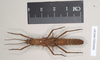 CollectionObject 1562096; NHMUK(SF IMPORT DUPLICATE) 845197, 56cb4537-0d46-4bce-8215-1ad3f1ce4115: copyright Natural History Museum, London. female (holotype). (CollectionObject).
