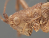 CollectionObject 1505758; bde5a562-b6ad-46e7-93aa-3deb0aab56bc: male pronotum, lateral view (holotype of Cocconotus castus). (CollectionObject).