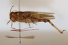 CollectionObject 1594432; f63ed9ec-8d46-4d69-aef4-a070bfc3ea2a: female, lateral view (syntype). (CollectionObject).