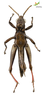CollectionObject 1849349; 09945e1b-07f6-4348-ba05-c94811b7712a, Unioeste Cascavel K-551: Male. Ventral view. (CollectionObject).